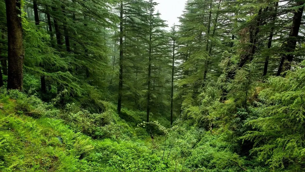 बसंत ऋतु 